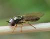 Melanostoma mellinum